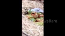 Baby 'dragon' spotted in China's village