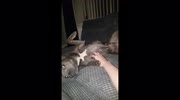 temp
