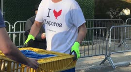 Orthodox Jews and Animal Rights Activists Clash in the Streets of Brooklyn over Chicken Swinging Ritual