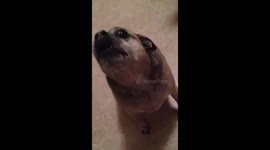 Trey the Chug Doing the Harmonica Howl