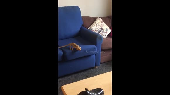 Bearded Dragon Jump Fail