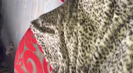 Cute Chihuahua can't quite manage to carry his favourite toy and jump up at the sofa at the same time, this is what he does...