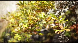 Fall Colors in France
