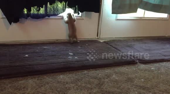 Baby prairie dog trying to climb door