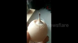 Hen lays egg with 'tail'