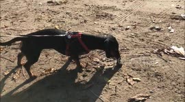 Dachshund getting crazy on piece of wood