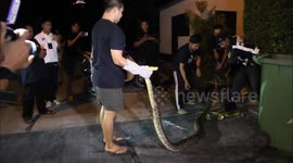 15ft long python caught after hiding in garden hedge