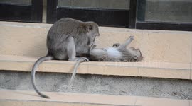Monkey takes pleasure in grooming a pal