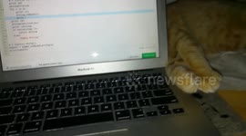 Kitten doesn't let me do homework on my laptop