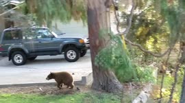 Playful bear cub is too cute