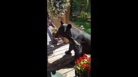 Bear comes to the door to see us.