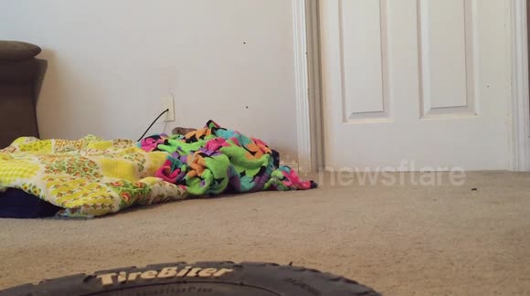 Cute baby prairie dog in our house