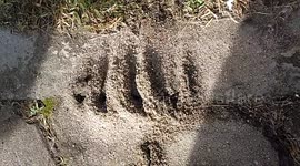 Indonesian residents shocked to find anthill resembling Arabic symbol for Allah