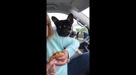 French bulldog trying to get burger