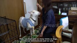 Meet the Tokyo resident who lives with her pet goat