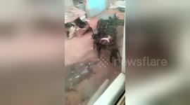 Newsflare Edit - Man seized by Togo troops bundled into car