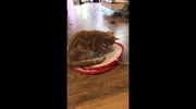 temp