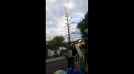 Epic tree removal fail