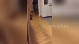 Newsflare Edit - Kitten scared of wine cork