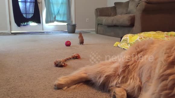 Cute baby prairie dog