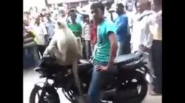 Taunted monkey takes biker rider hostage, blocks traffic