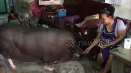 Family's house piglet grew to be a super-size greedy pig