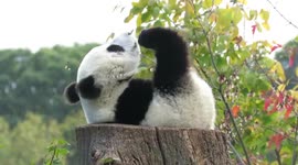 Giant Panda Fu Ban Perches Atop His Trunk