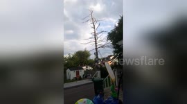 100ft tree falls onto logger in Canada in dramatic video