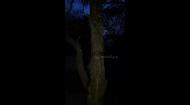 Python climbing a tree with no branches