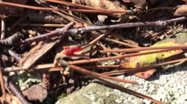 Ant Drags Away Chunk of Beef Jerky
