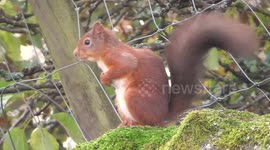 A very cute red squirrel sitting on a garden wall showing her beautiful long bushy tail