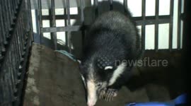 Rare Hog Badger rescued in Sumatera