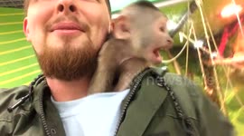 Adorable monkey steals man's hat and gets under his shirt