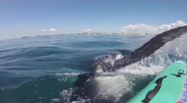 Whale calf hits paddler's board in Gold Coast