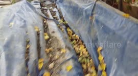 After hours of searching I found my Husky with a surprise (born puppies)