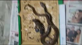 Chasing mouse snake gets snared in glue trap along with prey