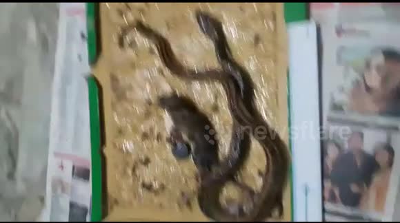 Chasing mouse snake gets snared in glue trap along with prey - Buy, Sell or Upload Video Content with Newsflare