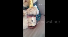 Newsflare Edit - Cat on a Monday