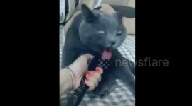 This cat hates the sound of its owner plucking a comb