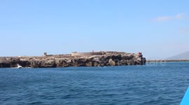 Whales at the strait of Gibraltar