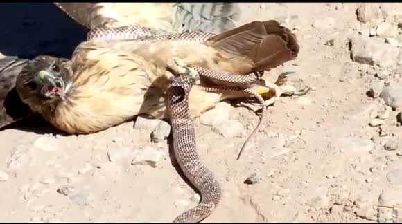 Bird of prey fights snake in Mexico