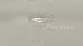 Newsflare Edit - Creature filmed Swimming in the Thames London
