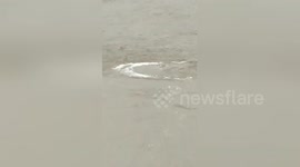 'Strange creature' filmed swimming in the Thames