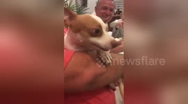 Chihuahua just loves to be scratched so much it growls about it