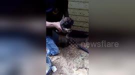 Puppies rescued after four days trapped under flooded building