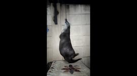Otter spins round while hanging by his teeth