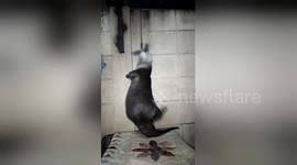 Otter spins round while hanging by his teeth