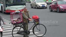 Pups in a cage on a bicycle about to cross the road in Chengdu