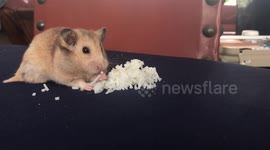 3 legged hamster polishing off a pile of rice