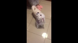 Cute puppy loves singing for her owner when asked